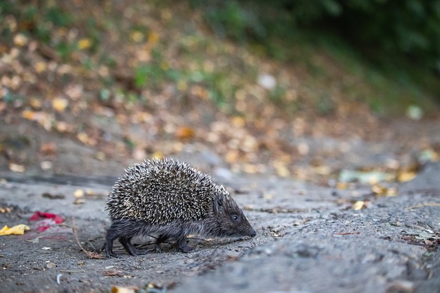 队在关键时 队在关键时
